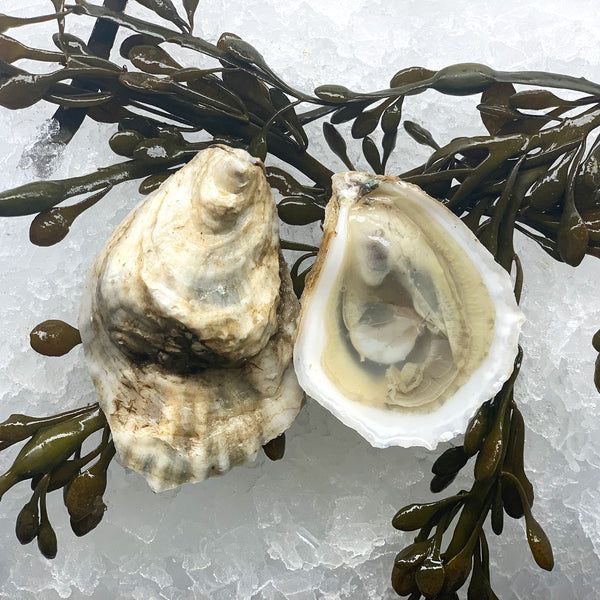 Oysters, Blue Point